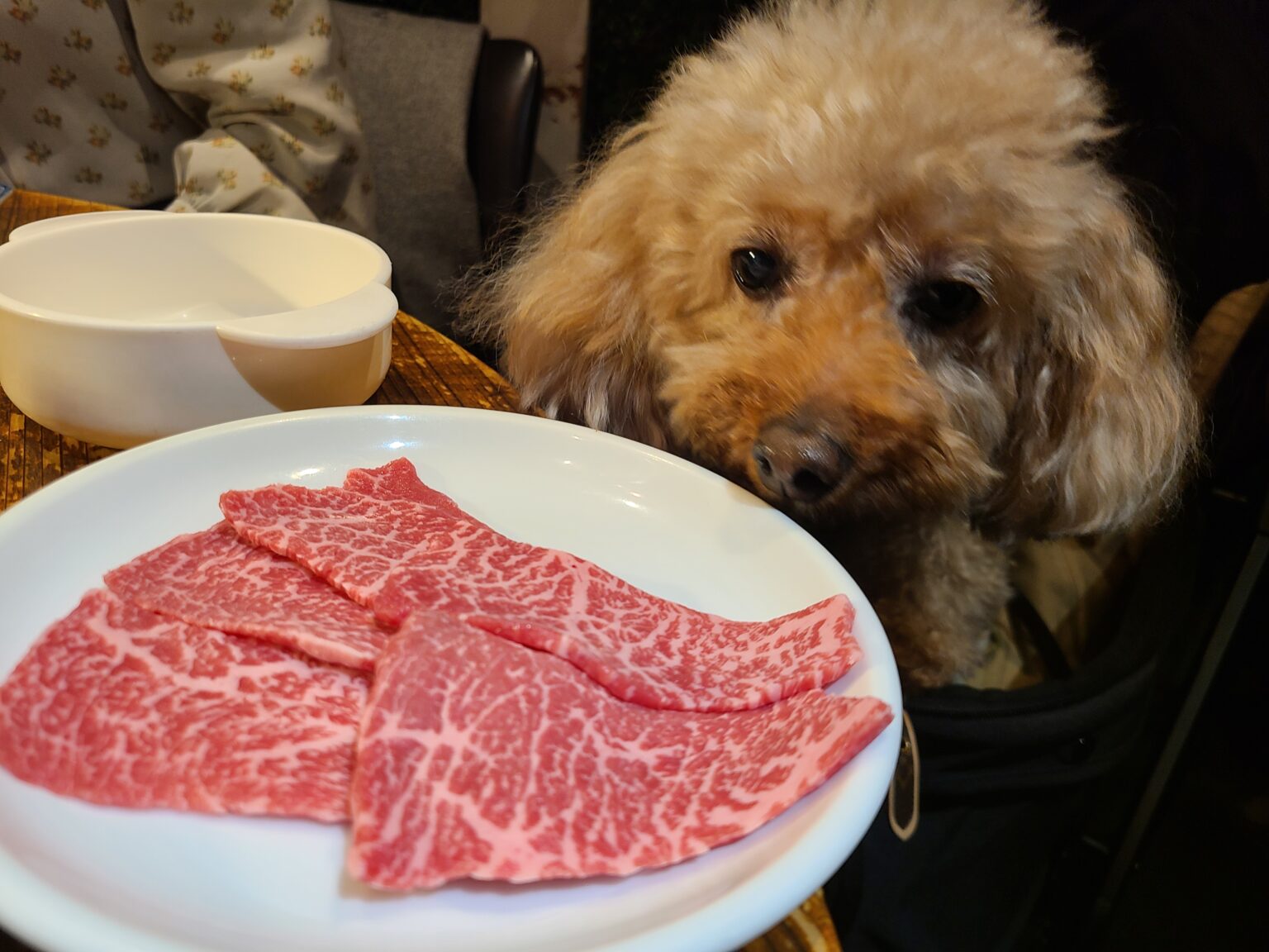 ポンガ肉とモカ